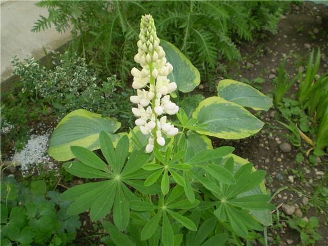 lupinus